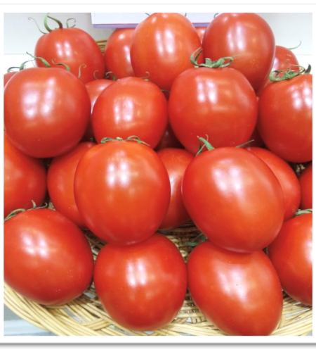 tomato-sks566