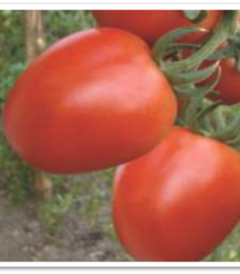 tomato-uphar