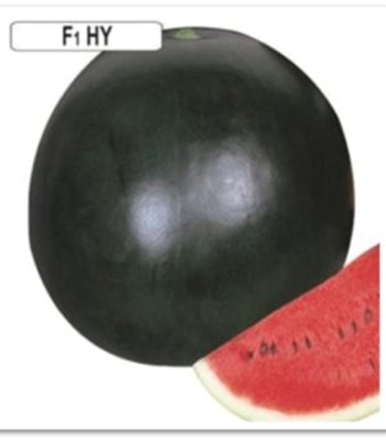 watermelon-black-king